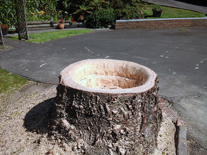 what to do with tree stumps kapiti paraparaumu stump tree grinding removal mulching waikanae what to do with tree stumps kapiti paraparaumu stump tree grinding removal mulching waikanae
